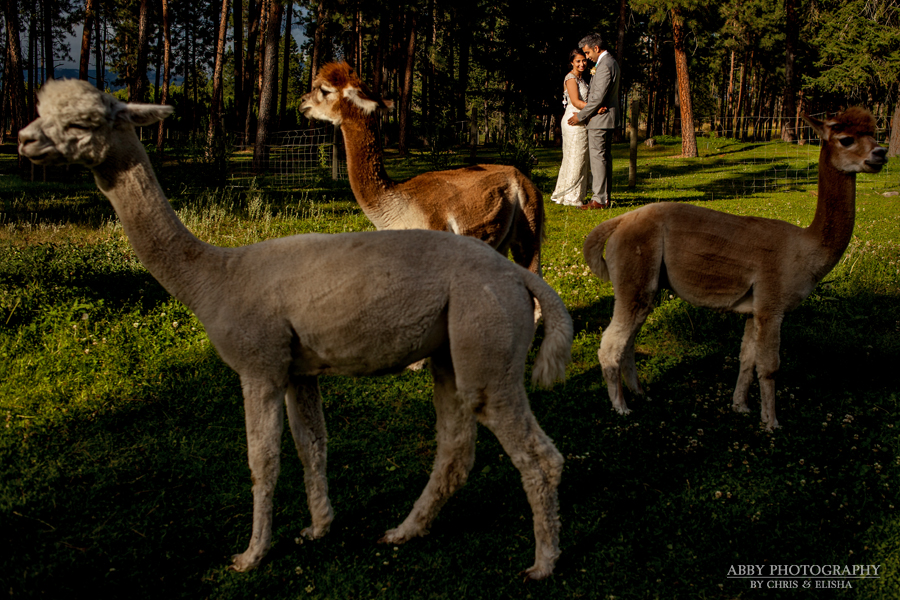 Kelowna Indian Wedding Photography 016