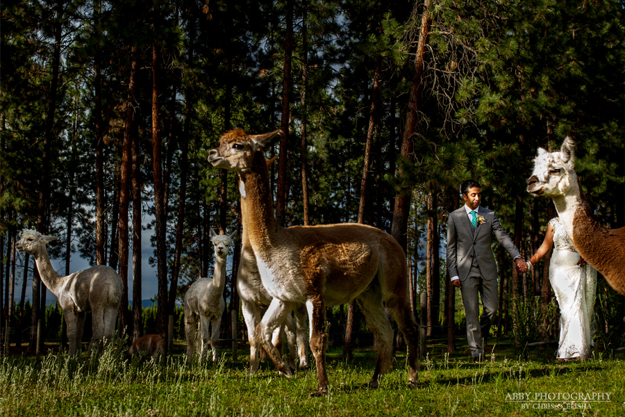 Kelowna Indian Wedding Photography 017